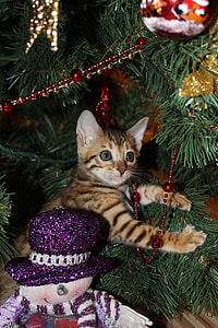 brown tabby kitten on Christmas tree thumbnail