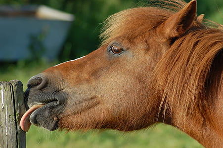 brown horse thumbnail