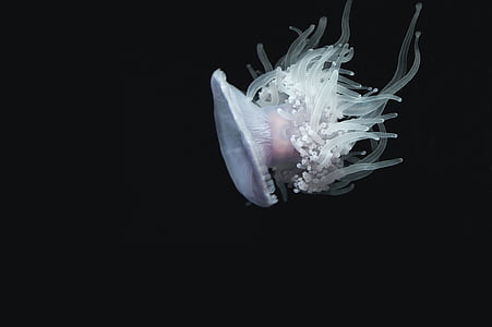 white jelly fish swimming on dark water thumbnail