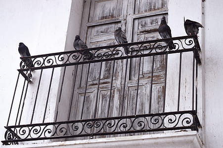 Five Pigeons on Metal Bar thumbnail
