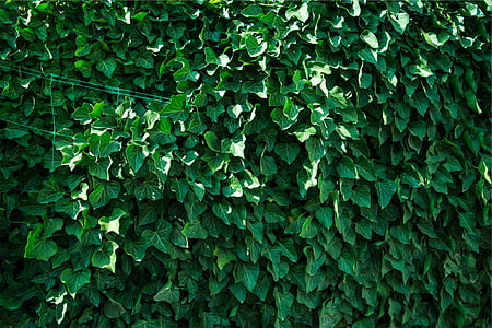 green leaf plants thumbnail