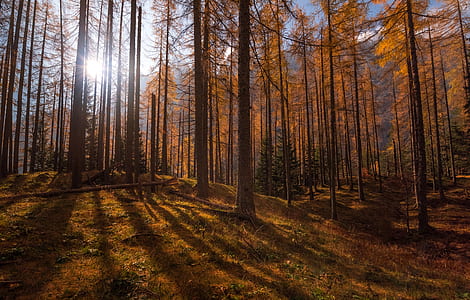 woodland in autumn season thumbnail