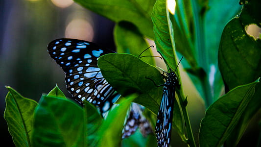 blue and black butterfly perched on plant thumbnail