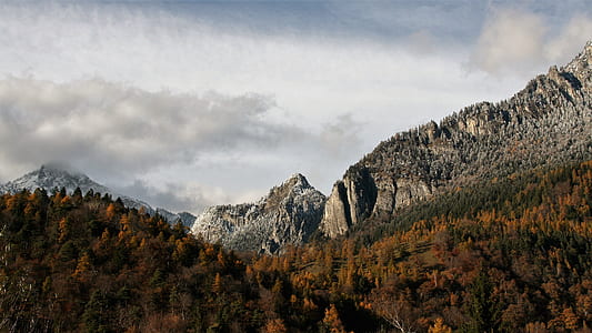 aerial view photography of forest thumbnail