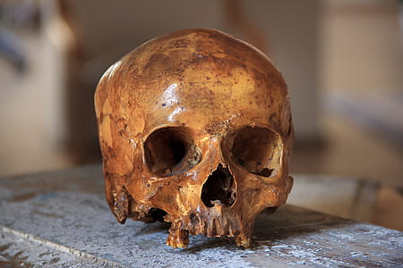 brown human skull on brown surface thumbnail