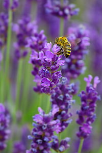 close-up photo of honey bee on purple petaled flowers thumbnail