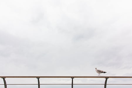 white bird on the rail thumbnail