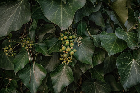 green fruits thumbnail