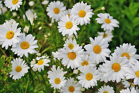 shallow focus photography of white flowers thumbnail