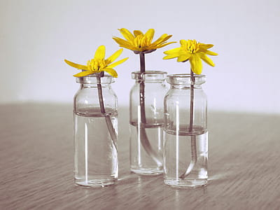 three yellow petaled floweres thumbnail