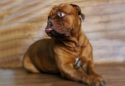 Barbara De Bordeaux, Dogue De Bordeaux thumbnail