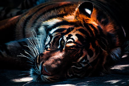 orange and black tiger lying on ground thumbnail