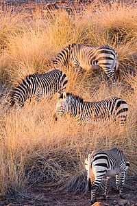 zebras on wheat field thumbnail