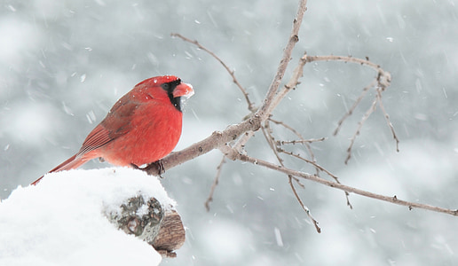 red bird on snow field thumbnail