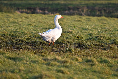 selective focus photography of geese on green grass field thumbnail