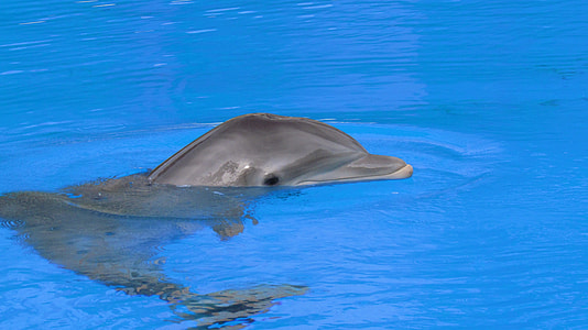 dolphin on water thumbnail