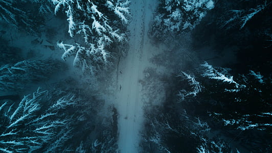 aerial photo of road surrounded by pine trees thumbnail