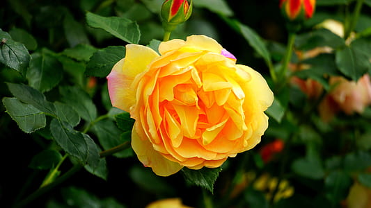 nature, love, romantic, summer thumbnail