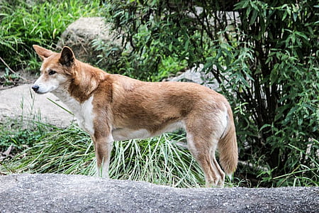 brown and white dog near green bush thumbnail