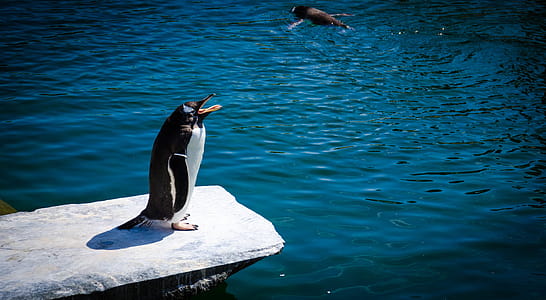 Black and White Penguin Standing on Gray Rock Near Body of Water thumbnail