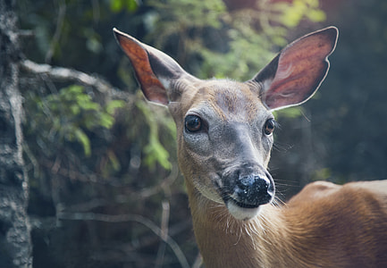focus photography of brown deer thumbnail
