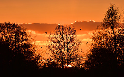 silhouette of trees under the golden hour thumbnail