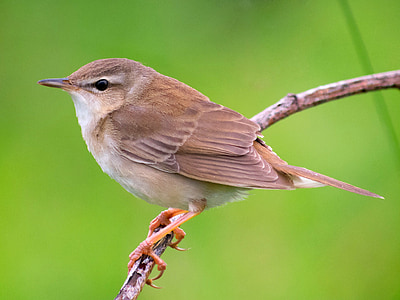 brown bird on twig during day thumbnail