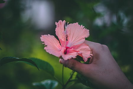 Person Holding Pink Hibiscus Rosa-sinensis Flower in Bloom Selective Focus Photography thumbnail