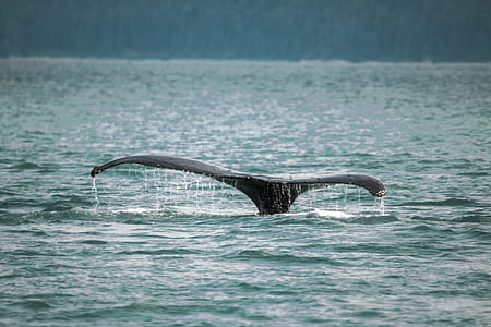 black whale on body of water during daytime thumbnail
