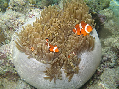 two clown fishes thumbnail