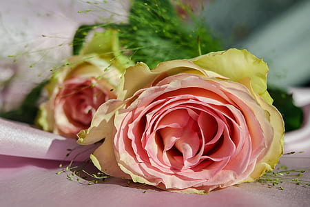 pink Rose flower thumbnail
