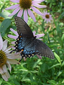 close-up photo of spicebush butterfly perching on petaled flower thumbnail