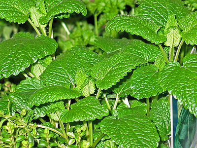green leafed plant thumbnail