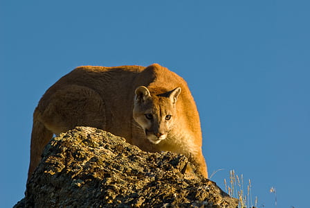 wild photography lioness on gray rock thumbnail