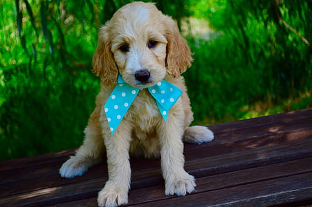 tan cocker spaniel puppy on focus photo thumbnail