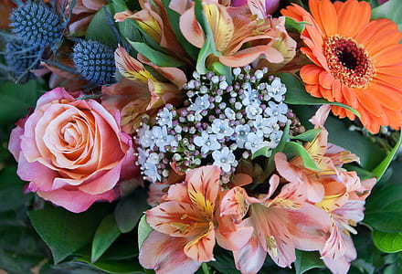 close-up assorted-color flower thumbnail