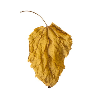 brown maple leaf thumbnail