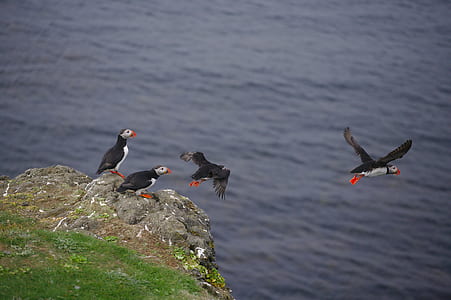 four puffins on the ledge thumbnail