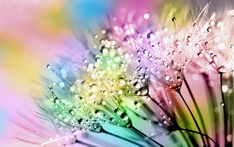 multicolored dandelion art thumbnail