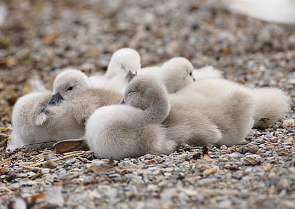 Canadian Geese thumbnail