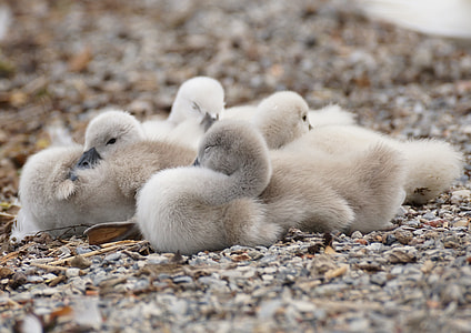 gray ducklings during daytime thumbnail