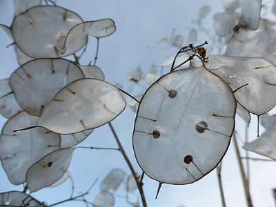 white leafed plant during daytime thumbnail