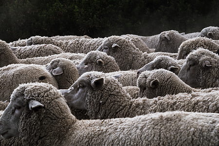 herd of white sheeps thumbnail
