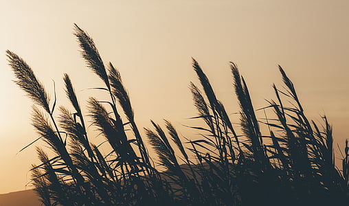 grass silhouette at golden hour thumbnail
