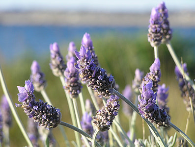 selective focus photo of purple petaled flower thumbnail