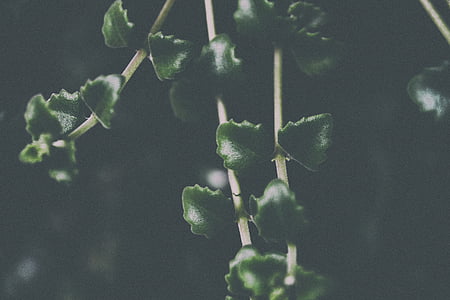 close-up photography of green leaves thumbnail