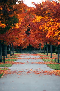 shallow focus photography of road between trees during daytime thumbnail