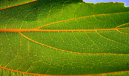 green leaf thumbnail