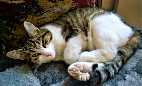 cat lying on blue textile inside room thumbnail