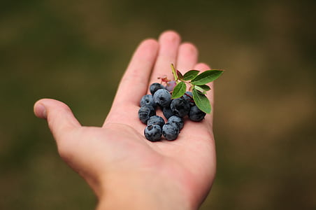 person holding blue berries thumbnail